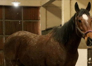 TMSF'den satılık safkan İngiliz atı