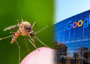 Google, 32 milyon sivrisineği doğaya salacak